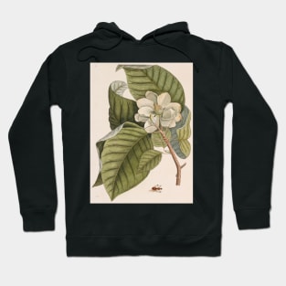 Cucumber tree (Magnolia acuminata) (C010/8074) Hoodie